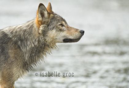 Coastal wolf image by Isabelle Groc