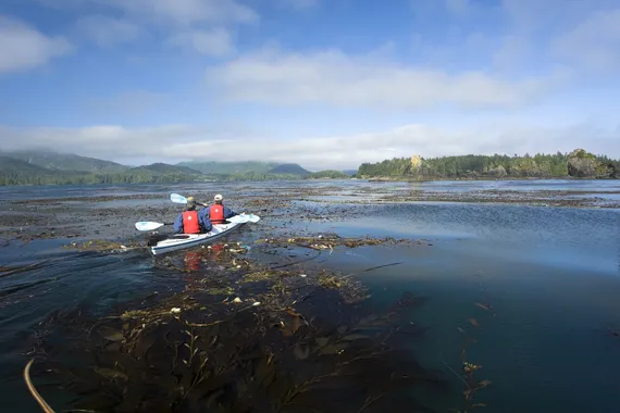 sea kayaking through kelp forest on west coast