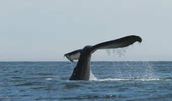 humpback whale tail diving in Checleset Bay