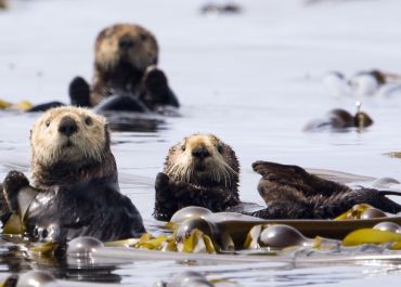 Sea Otters Swimming off Vancouver Island, British Columbia