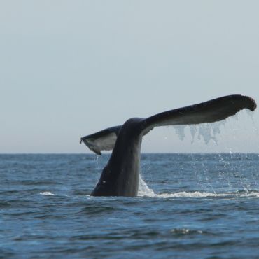 humpback whale tale near the Bunsby Islands